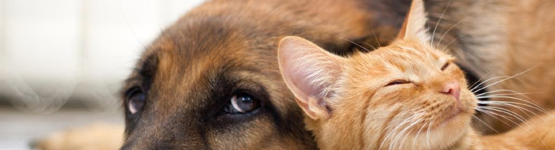 Fourrière animale Ville de Bayeux